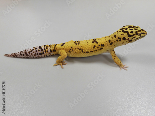 leopard gecko (Eublepharis macularius) isolated on top of a gray witish table