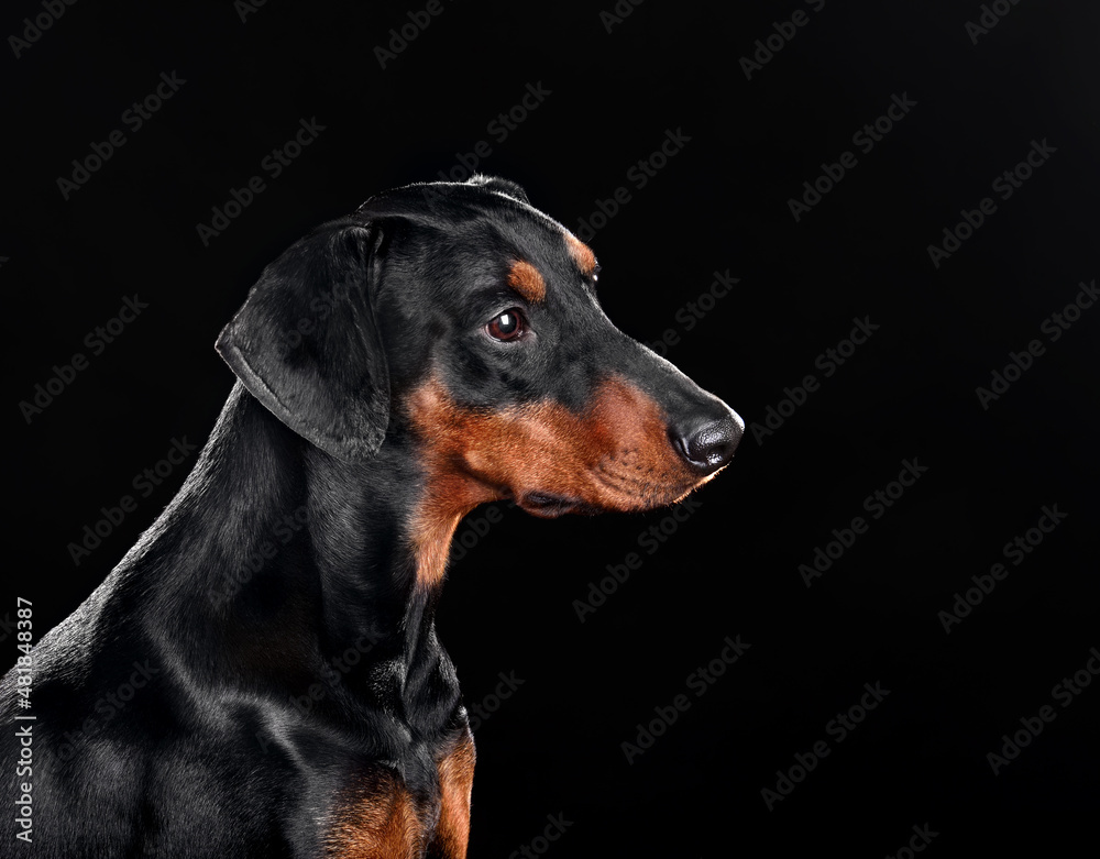 Portrait of black German Pinscher dog