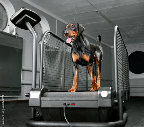 Dog training in the dog fitness club photo