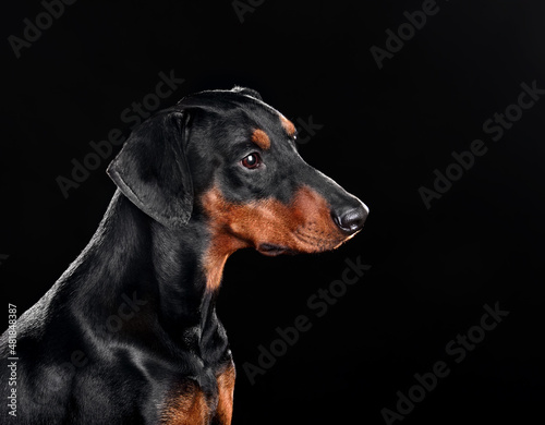 Portrait of black German Pinscher dog © eAlisa
