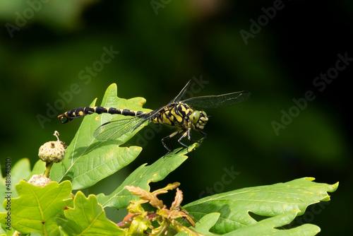 Zangenlibelle photo
