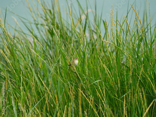 A small bird perched on a grass in bright sunlight