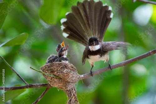 Sunda Pied Fantail photo