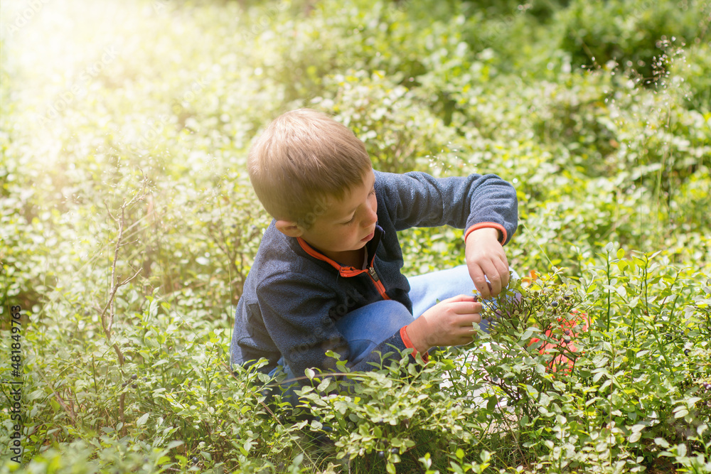 Little boy picking blueberries in european forest. Kid and vacation. Little boy picking blueberries in european forest. Kid and vacation.