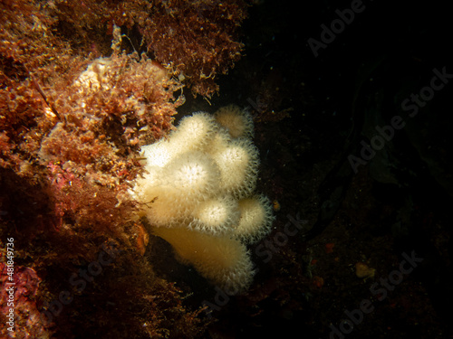 A closeup picture of a feeding soft coral dead man's fingers or Alcyonium digitatum. Picture from the Weather Islands, Skagerrak Sea, western Sweden photo