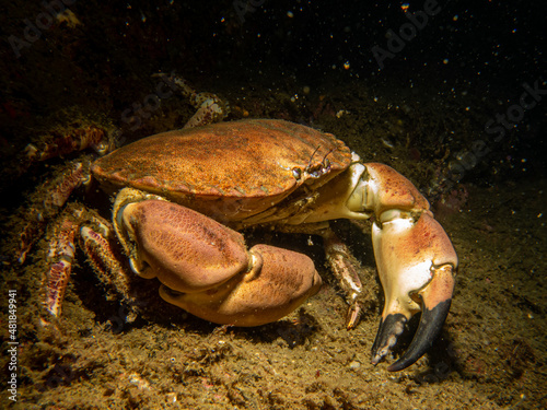 A closeup picture of a Cancer pagurus, also known as edible crab or brown crab. Picture from the Weather Islands, Sweden