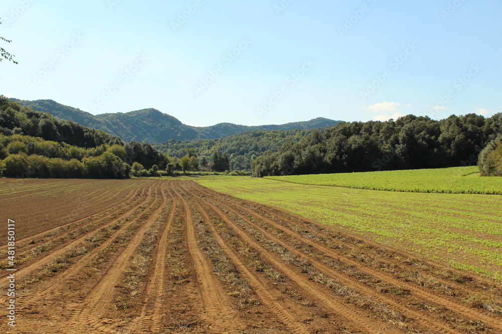 Countryside Fields and Rolling Hills