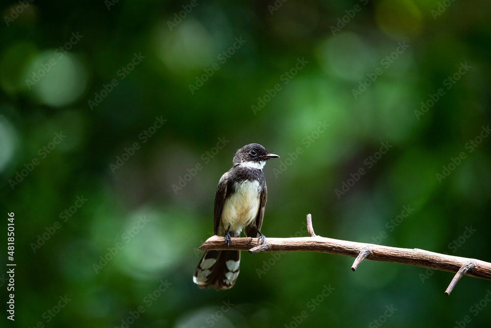 Naklejka premium Sunda Pied Fantail