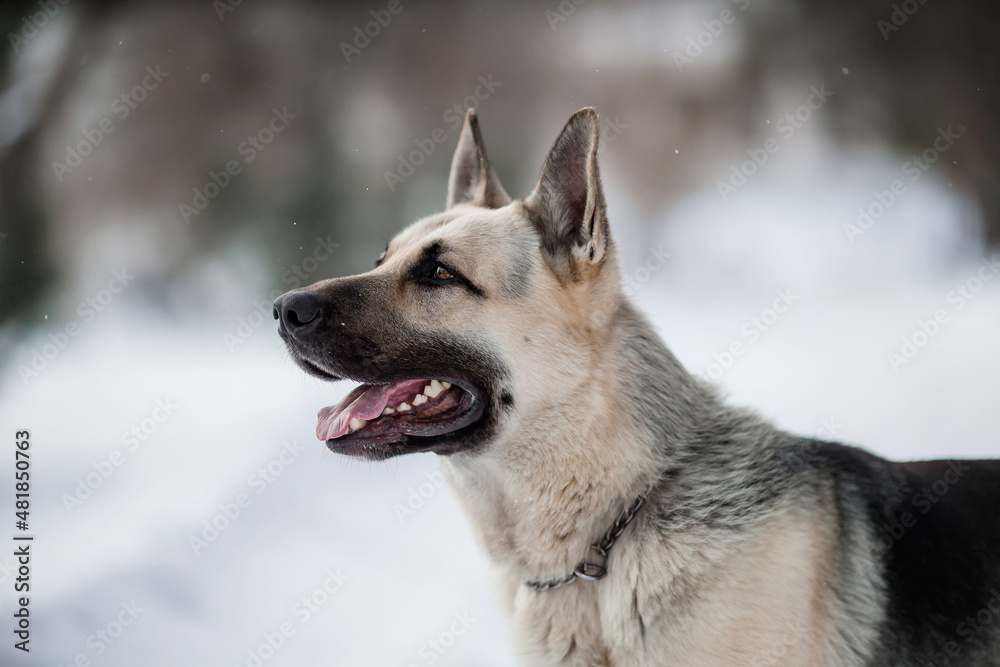 East European Shepherd dog in winter East European Shepherd dog in winter