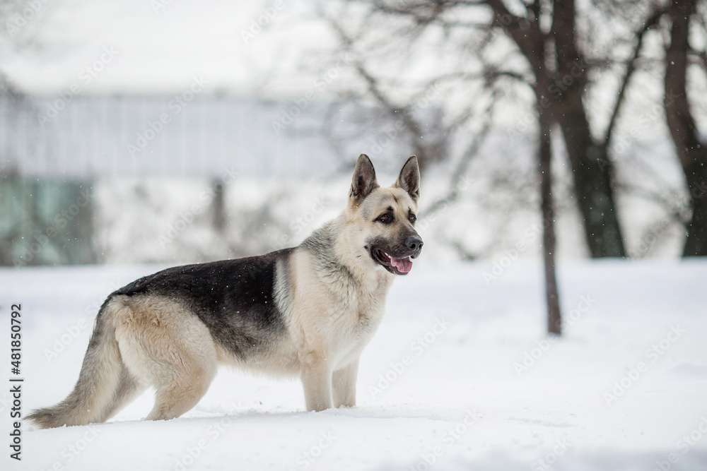 East European Shepherd dog in winter