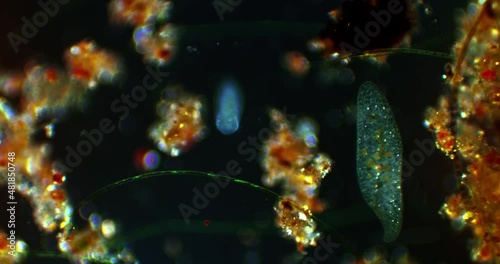 Microscopic microorganism Paramecium Caudatum in a drop of water microcosmic background. 3 different magnification levels 80x , 200x , 800x