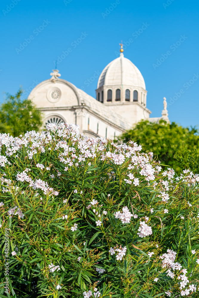 View of the St James cathedral at city of Sibenik, Croatia. Beautiful oleander bush in bloom in foreground. Summer weather, blue sky.