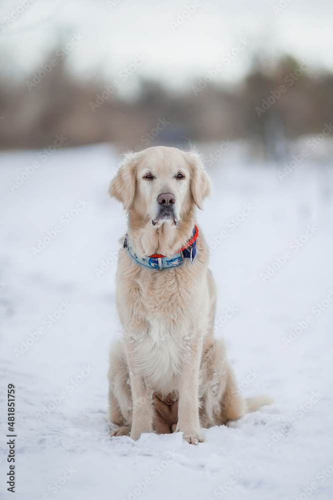 golden retriever in the snow