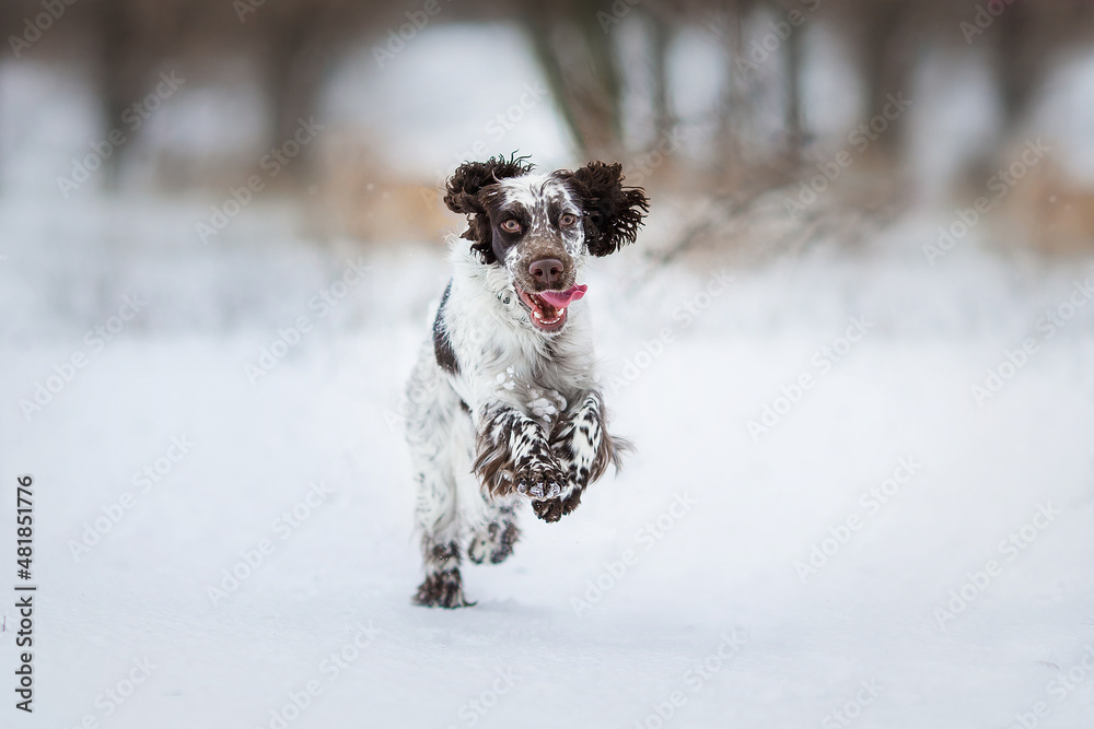 springer spaniel dog in winter