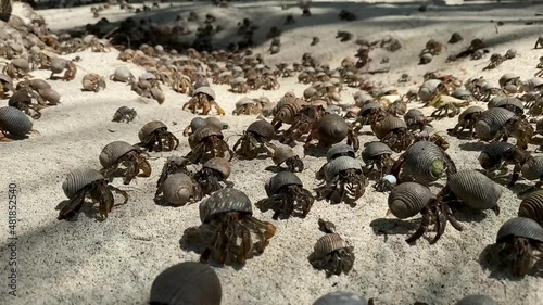 Hundreds of moving hermit crabs at panamanian beach
