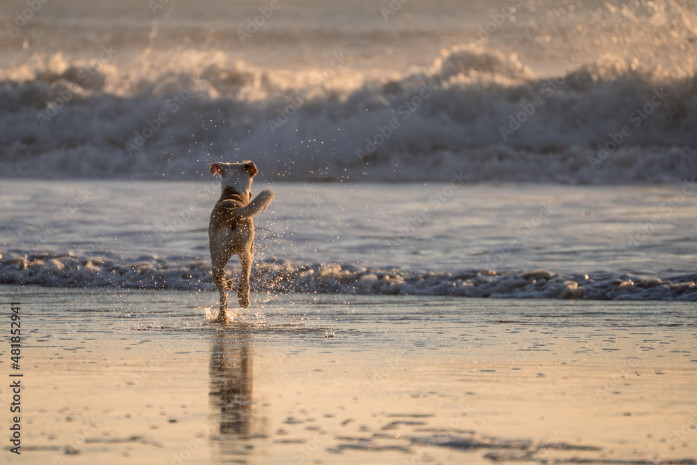 Female mixed dog running and splashing with the waves in the beach Female mixed dog running and splashing with the waves in the beach