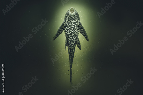 Portrait of a cleaner fish Dark and dramatic style image