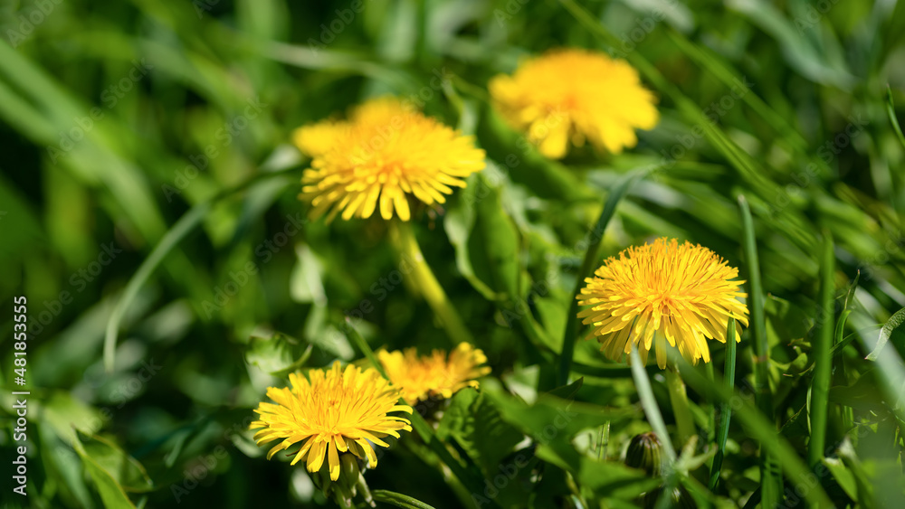 Yellow dandelions in green grass on a sunny day. Flowers of spring Yellow dandelions in green grass on a sunny day. Flowers of spring