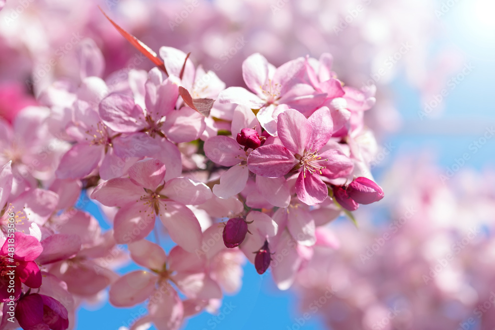Cherry blossom branches on a sunny spring day. Flowers of spring