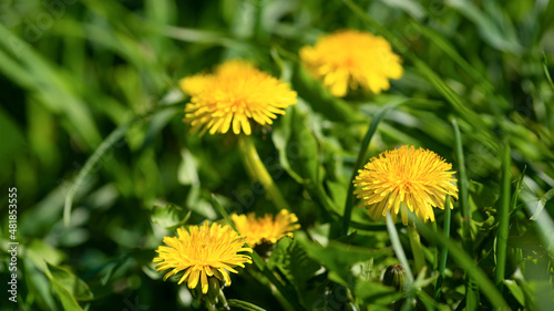 Yellow dandelions in green grass on a sunny day. Flowers of spring
