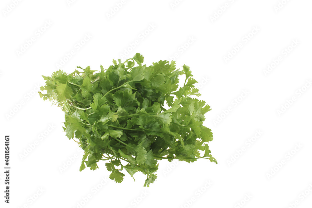 Obraz premium Chinese coriander