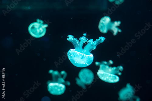 Colorful jellyfish at the aquarium