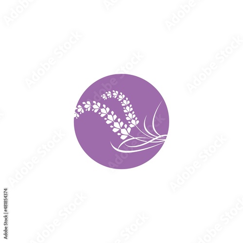 Fresh Lavender flower logo vector flat design