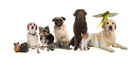 Group of cute pets on white background. Banner design