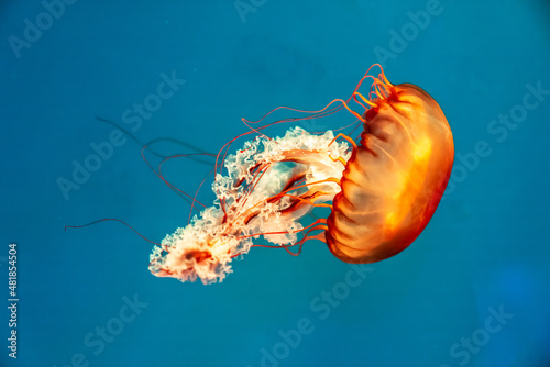 Colorful jellyfish at the aquarium