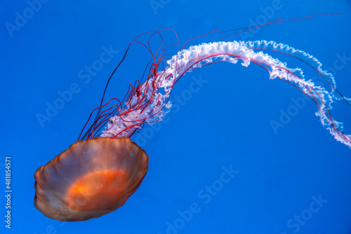 Colorful jellyfish at the aquarium