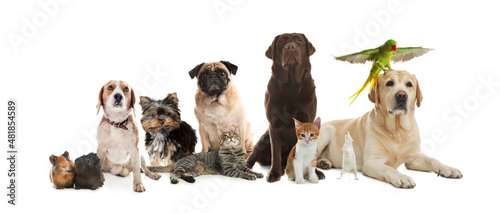 Fototapeta Naklejka Na Ścianę i Meble -  Group of cute pets on white background. Banner design