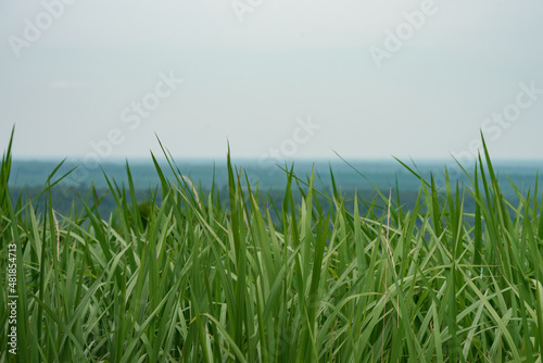 Green long grass showing pure and free emotion,
 outdoor on blue sky background.