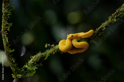 Eyelash pit viper, yellow morph with a dark background and copy space close to Sarapiqui in Costa Rica