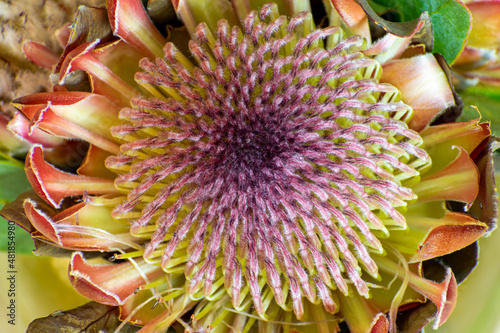 Detailed Protea