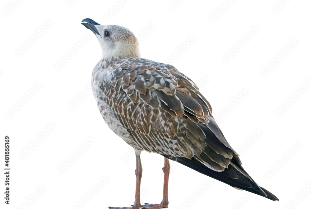 Obraz premium White and grey seagull