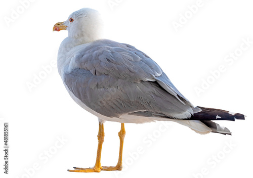 portrait of sea gull © AVD