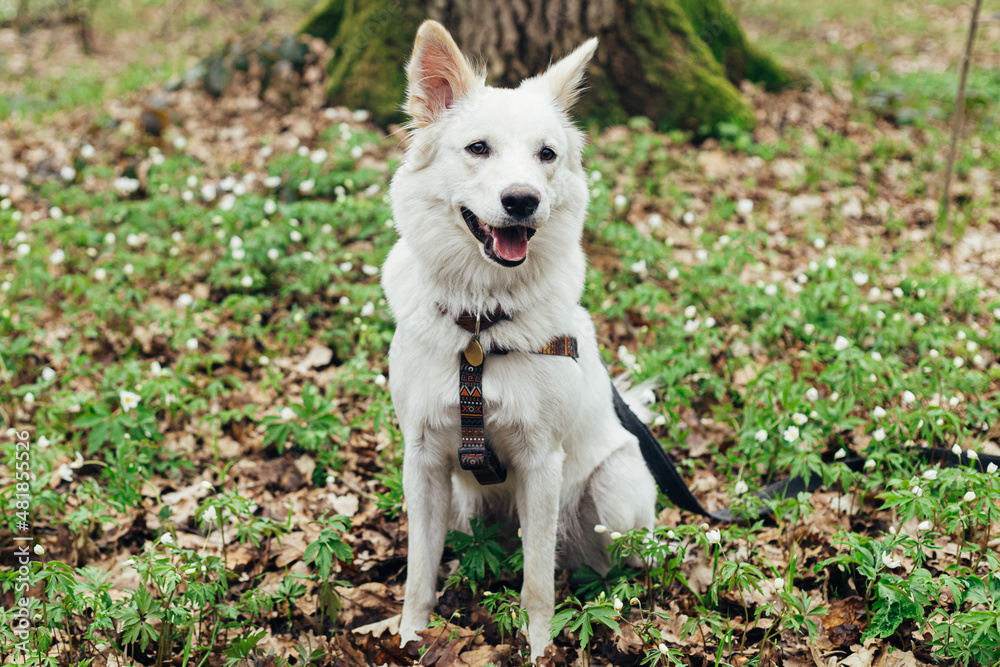 Adorable white dog sitting among beautiful blooming wood anemones in spring forest. Portrait of cute swiss shepherd young dog in spring woods. Hiking with pet