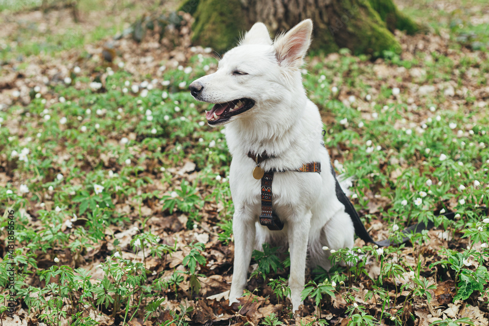 Adorable white dog sitting among beautiful blooming wood anemones in spring forest. Portrait of cute swiss shepherd young dog in spring woods. Hiking with pet Adorable white dog sitting among beautiful blooming wood anemones in spring forest. Portrait of cute swiss shepherd young dog in spring woods. Hiking with pet