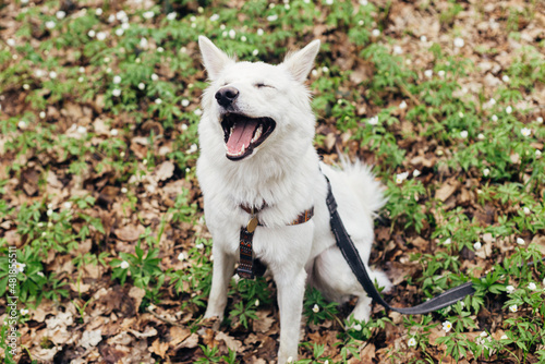 Adorable happy white dog sitting among beautiful blooming wood anemones in spring forest. Portrait of cute swiss shepherd young dog smiling in spring woods. Hiking with pet