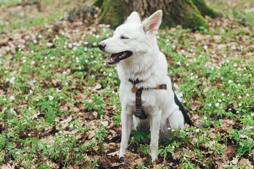 Adorable white dog sitting among beautiful blooming wood anemones in spring forest. Portrait of cute swiss shepherd young dog in spring woods. Hiking with pet