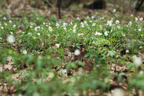 Beautiful wood anemones blooming. Wild anemone nemorosa growing and blooming in spring forest. Spring awakening in woods, first flowers. Hello Spring