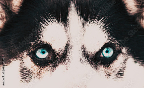 husky dog portrait close up on blue eyes