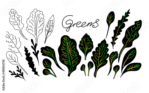 Greens, leaves silhouettes hand drawn doodle sketch vector illustrations.  Modern style elements for menu design. 