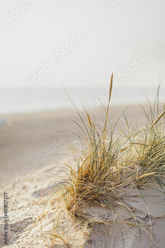 Fototapeta Naklejka Na Ścianę i Meble -  dunes with grass against ocean