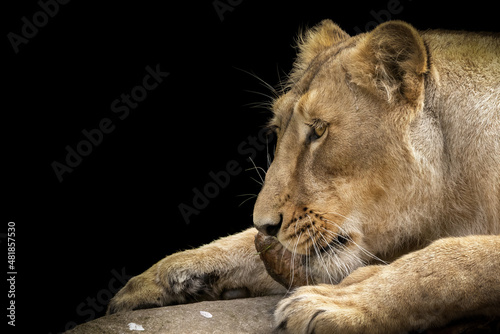 The Lioness and her prey