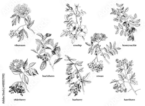 Hand drawn medicinal shrubs with berrys photo