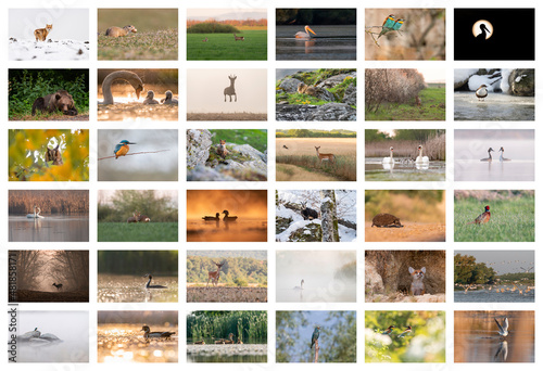 Photography Collage with different wild animals from Timis County, Romania