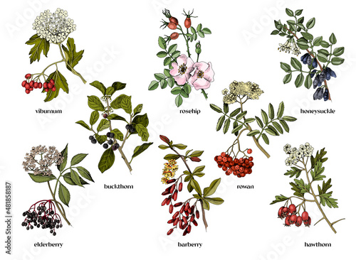 Hand drawn medicinal shrubs with berrys