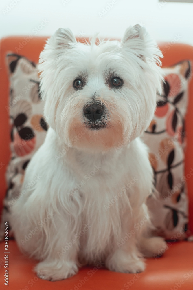 domestic West Highland white terrier at home domestic West Highland white terrier at home