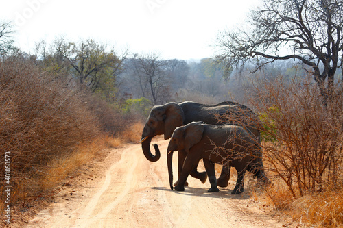 African elephants crossing the road in Kruger National Park, South Africa.